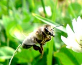 Lev včely k jetelu