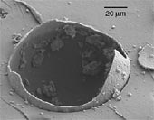 Prasklá mikrokapsle tvrdidla