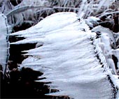 Zmrzlá voda na větvičce keře tvoří špičaté aerodynamické tvary